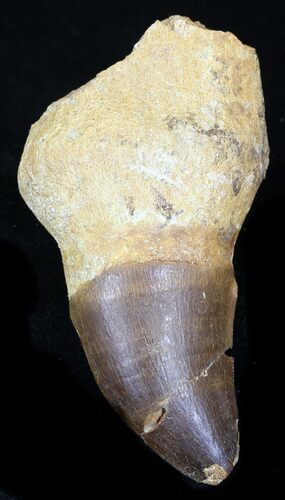 Partially Rooted Mosasaur (Prognathodon) Tooth #32227